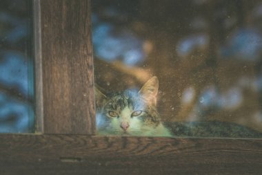 Pencerenin arkasından bakan sevimli kedi.