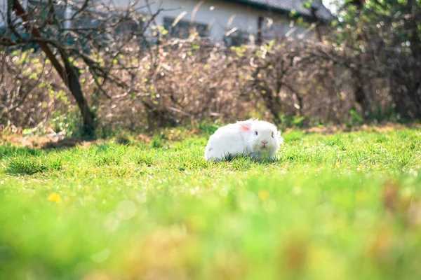 Милый Маленький Белый Кролик Зеленой Траве Саду — стоковое фото