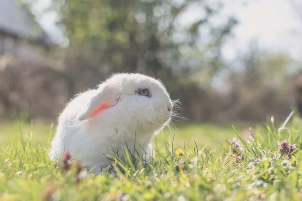 庭の緑の芝生でかわいい白いウサギ — ストック写真
