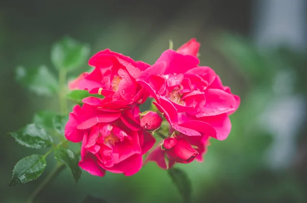 Primer Plano Racimo Rosas Rojas Florecientes Flor Con Fondo Verde — Foto de Stock