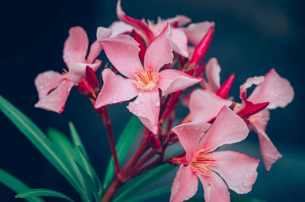 Close Exotic Pink Orange Oleander Flower — Stock Photo, Image