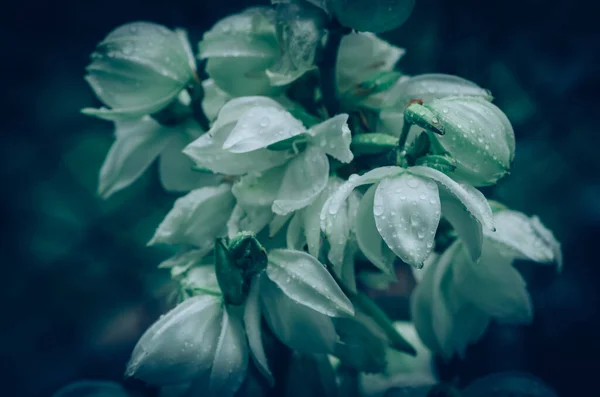 Fiore Yucca Fiorito Tono Pastello Contrasto — Foto Stock