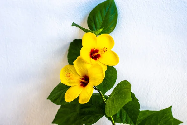 Coppia Due Fiori Ibisco Giallo Brillante Con Foglie Verdi Sfondo — Foto Stock