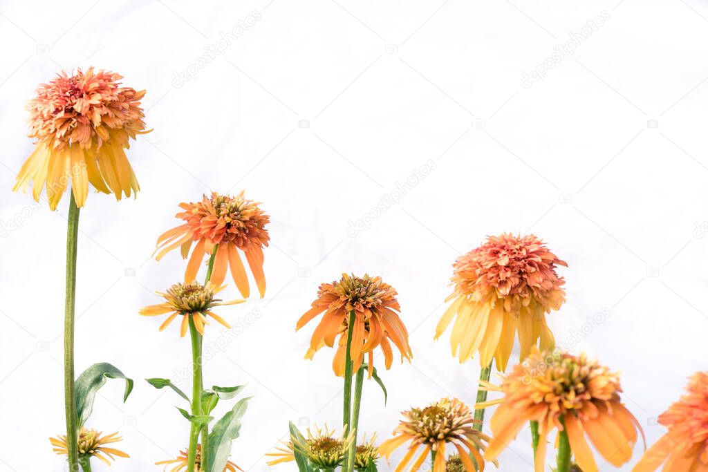 double scoop orange echinacea flower with green leaves