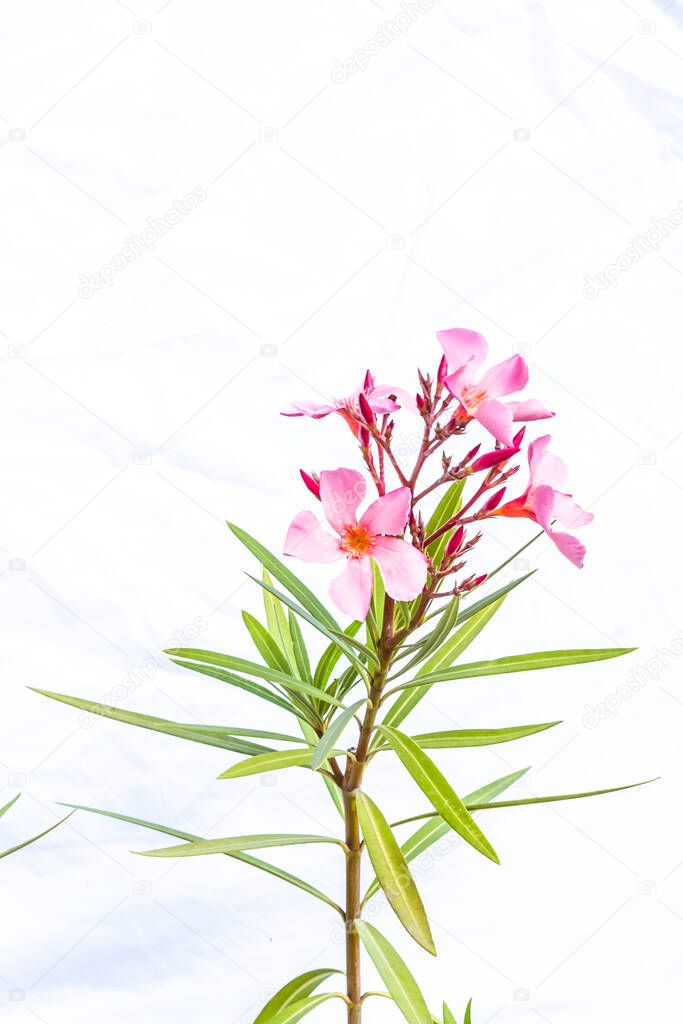 close up of exotic pink orange oleander flower on white background