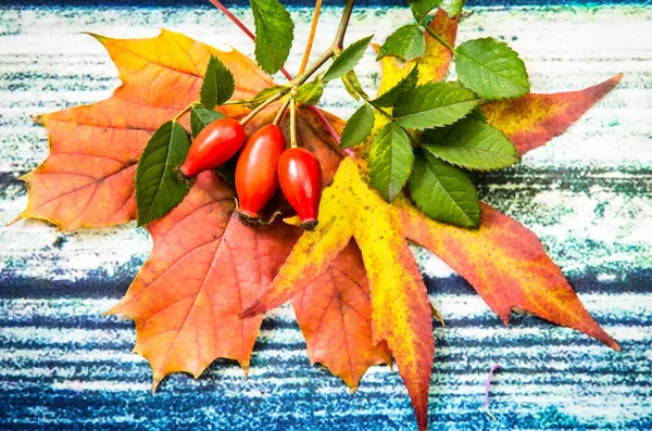 Autumnal Colorful Leaves Rose Hip Berry Decorated Blue Red Background — Stock Photo, Image