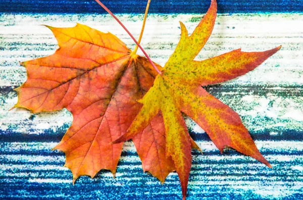 Hojas Coloridas Otoñales Decoradas Sobre Fondo Rojo Azul — Foto de Stock