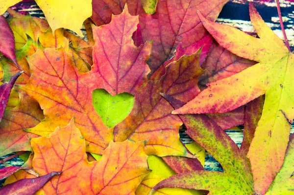 Hoja Colorida Otoñal Con Símbolo Amor Decorado Sobre Fondo Rojo — Foto de Stock