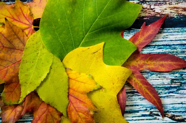 Груда Ярких Красочных Листьев Клена Снова Деревянный Фон — стоковое фото