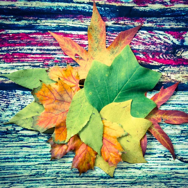 秋色の葉に愛のシンボルが青赤の背景に飾られています — ストック写真