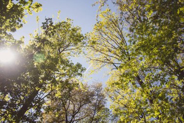 Baharın tepesine bak. Güneş ışığı ve mavi gökyüzü olan yeşil ağaçlar.