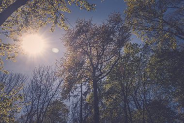 Baharın tepesine bak. Güneş ışığı ve mavi gökyüzü olan yeşil ağaçlar.