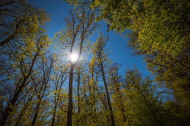 Baharın tepesine bak. Güneş ışığı ve mavi gökyüzü olan yeşil ağaçlar.