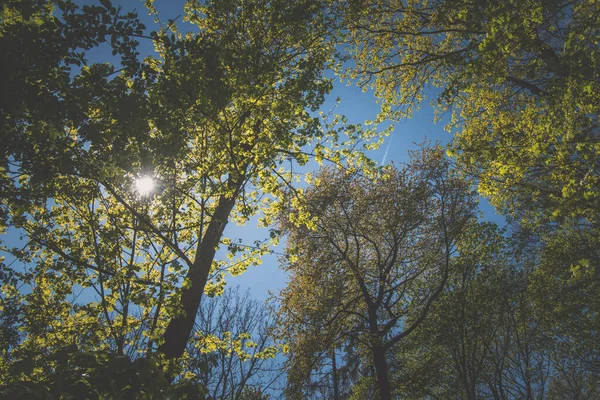 Uitzicht Top Van Lente Groene Bomen Met Zonnestraal Blauwe Lucht — Stockfoto