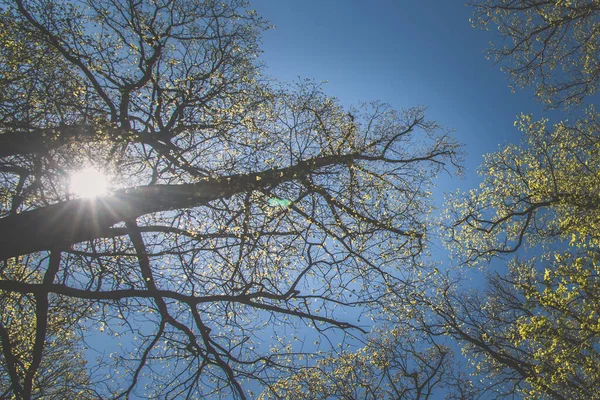 Θέα Στην Κορυφή Των Πράσινων Δέντρων Της Άνοιξης Ηλιαχτίδα Και — Φωτογραφία Αρχείου