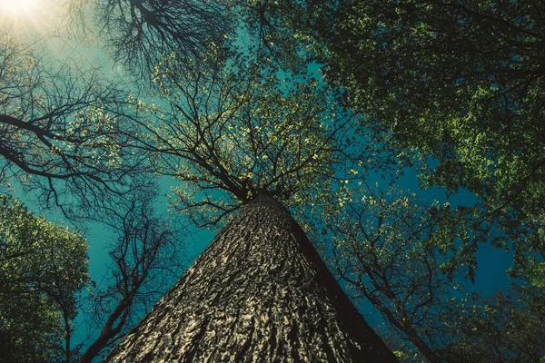 Pohled Vrchol Jarních Zelených Stromů Slunečním Paprskem Modrou Oblohou — Stock fotografie