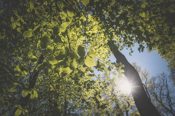 Vista Para Topo Das Árvores Verdes Primavera Com Raio Sol — Fotografia de Stock