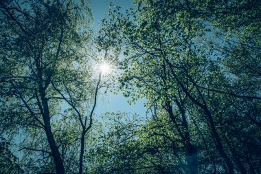 sis, güneş ışığı, açgözlülük ağaçları ve bahar ormanlarında mavi gökyüzü