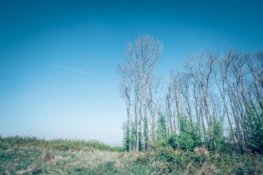 Ormanda bahar atmosferi