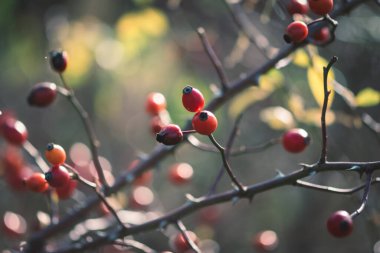 Sağlıklı kırmızı gül üzümünü kapatın.