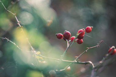 Sağlıklı kırmızı gül üzümünü kapatın.