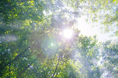Ağaçların tepesine bakan sisli bir manzara. Yeşil bahar ormanında güneş ışığı altında.