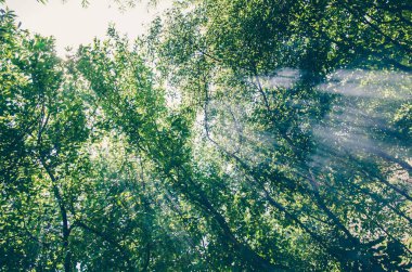 Ağaçların tepesine bakan sisli bir manzara. Yeşil bahar ormanında güneş ışığı altında.