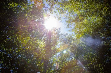 Ağaçların tepesine bakan sisli bir manzara. Yeşil bahar ormanında güneş ışığı altında.