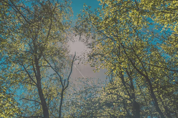 Névoa Raios Sol Grees Árvores Céu Azul Floresta Primavera — Fotografia de Stock