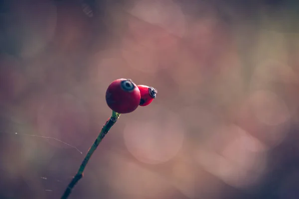 Close Healthy Red Rosehip Berry — Stock Photo, Image