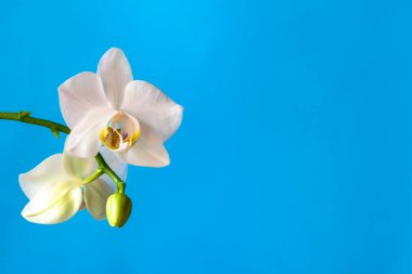 Mavi kopya arkaplanındaki orkide çiçeğini kapat