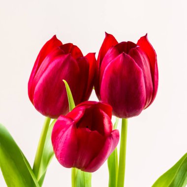 Beyaz arka planda kırmızı lale çiçekleri.