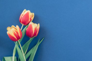 Üç renkli bahar lalesiyle Paskalya tebrik kartı konseptin kutlu olsun.