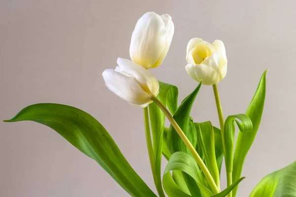 Μπουκέτο Από Λευκά Λουλούδια Τουλίπας Λευκό Φόντο — Φωτογραφία Αρχείου