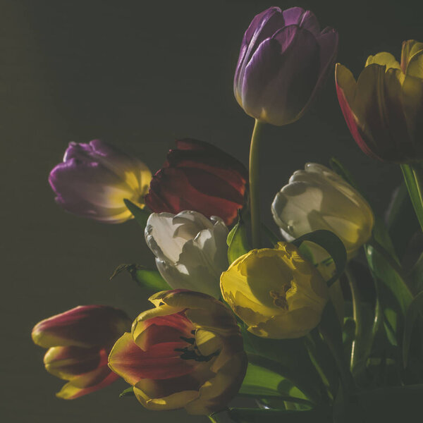 bunch of cut yellow, pink, white and red tulip blooming flowers 