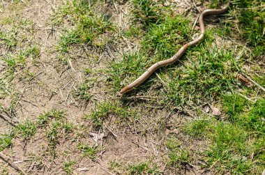 Vahşi doğada çim yılanı