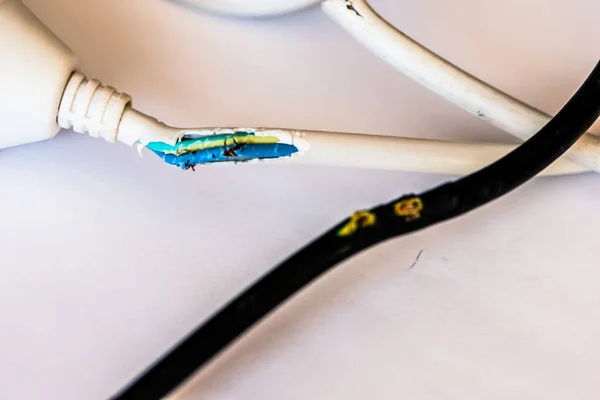 Wire Cable Damaged Rabbit Chewing — Stock Photo, Image