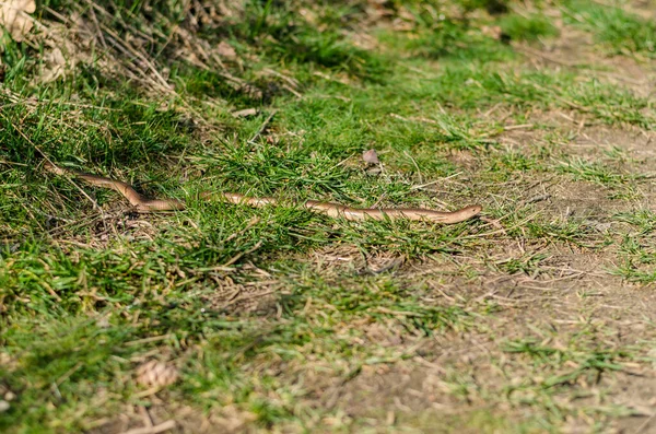 Grass Snake Wildlife Nature — Stock Photo, Image