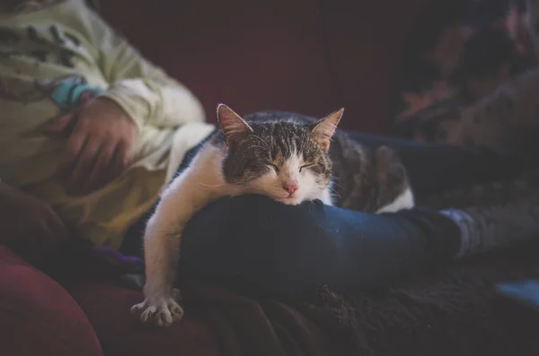 Entzückende Und Lustige Katze Schläft Auf Kind lizenzfreie Stockfotos