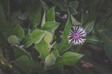 yeşil arka planda çiçek açan bahar çiçekleri