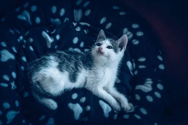 Adorable Lindo Gatito Mintiendo Descansando —  Fotos de Stock