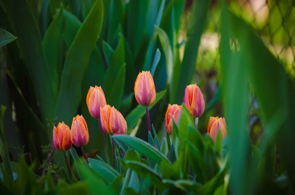 Gruppo Fiori Tulipano Rosso Arancio Primaverile Nel Giardino Verde — Foto Stock