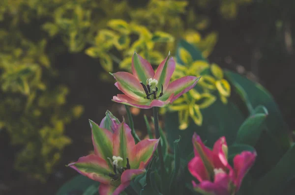 Gruppo Fiori Tulipano Rosa Primaverili Giardino Verde — Foto Stock