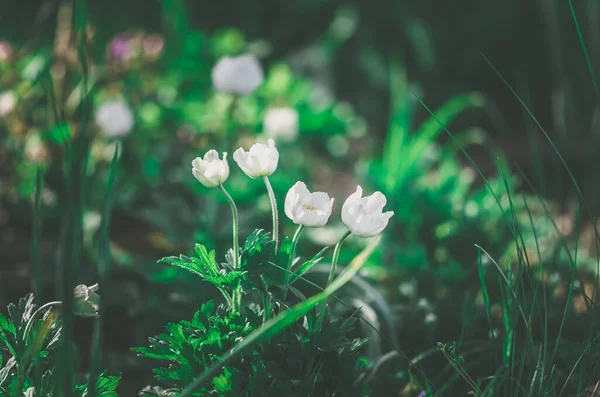 Bellissimi Fiori Fiocco Neve Primaverili Che Fioriscono Alla Luce Del — Foto Stock