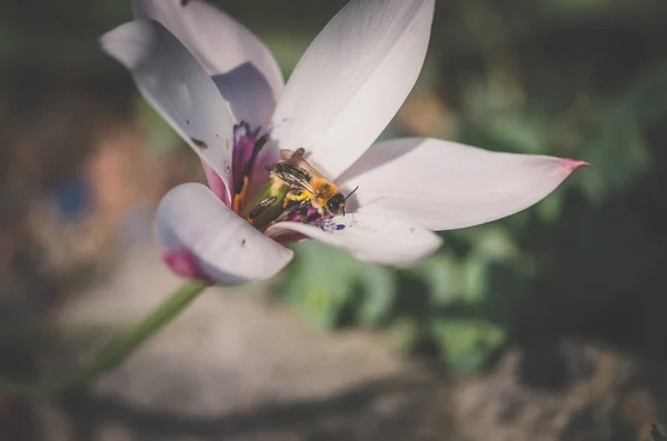 Pszczoła Białym Kwiat Tulipan Wiosną — Zdjęcie stockowe