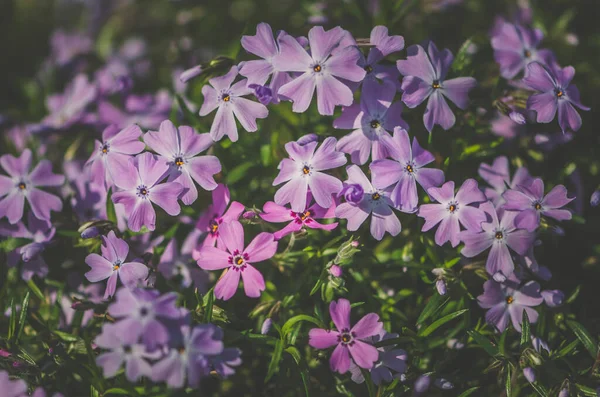 Close Pattern Blooming Pink Phlox Flowers — Stock Photo, Image