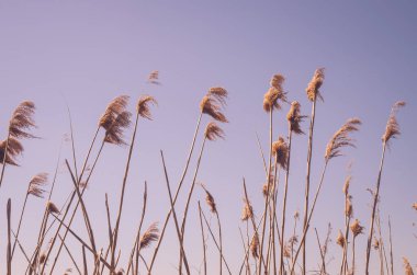 Bahar mevsiminde kuru otların kökleri mavi arka planda