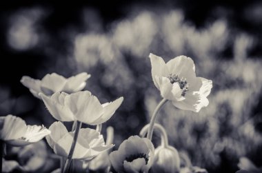 Bahar beyaz şakayık çiçekleri grubu güneş ışığı, tek renk