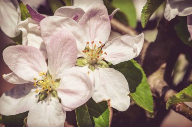 Elma ağacında açan pembe ve beyaz bahar çiçekleri