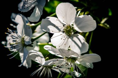 Bahar ağacında açan beyaz bahar çiçekleri koyu arkaplanda